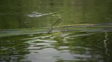 Yusufçuk Güney Bug Nehri, Ukrayna su bitkileri üzerinde yumurta bırakır