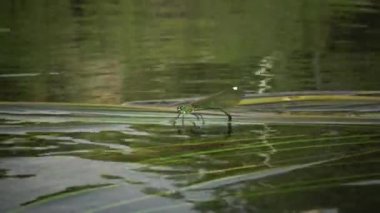 Yusufçuk Güney Bug Nehri, Ukrayna su bitkileri üzerinde yumurta bırakır