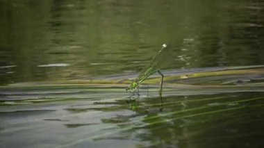 Yusufçuk Güney Bug Nehri, Ukrayna su bitkileri üzerinde yumurta bırakır