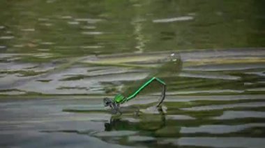 Yusufçuk Güney Bug Nehri, Ukrayna su bitkileri üzerinde yumurta bırakır