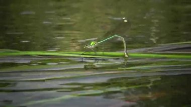 Yusufçuk Güney Bug Nehri, Ukrayna su bitkileri üzerinde yumurta bırakır