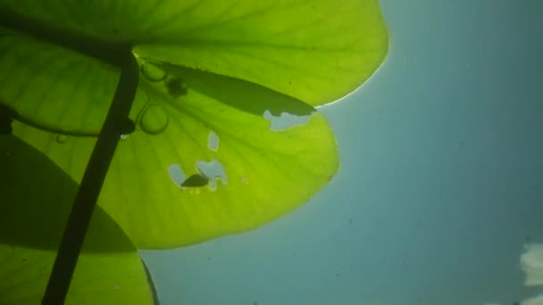 Nuphar Lutea Gele Waterlelie Een Brandewijn Fles Water Fabriek Zuidelijke — Stockvideo