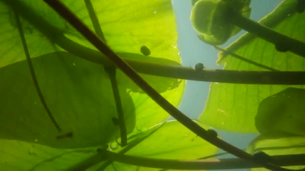 Nuphar Lutea Den Gula Näckros Eller Brandy Flaska Vattenkraftverk Södra — Stockvideo