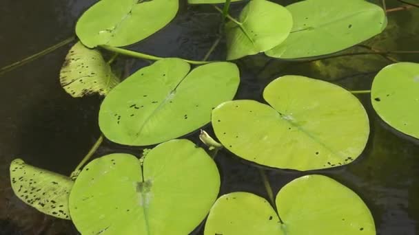 Nuphar Lutea Gele Waterlelie Een Brandewijn Fles Water Fabriek Zuidelijke — Stockvideo