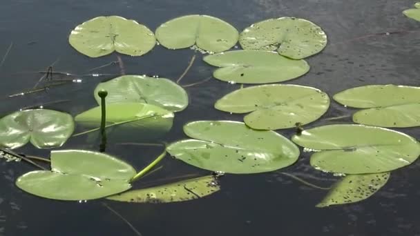 Nuphar Lutea Žlutý Vodní Lilie Nebo Láhev Brandy Vodní Elektrárna — Stock video