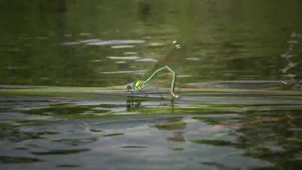 Dragonfly Legt Eieren Waterplanten Southern Bug River Oekraïne — Stockvideo