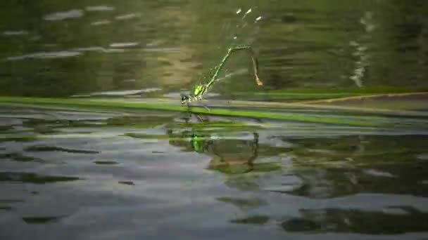 Dragonfly Kładzie Jaja Roślinach Wodnych Południowej Bug River Ukraina — Wideo stockowe