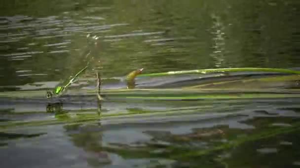 トンボは 南バグ川 ウクライナの水生植物に卵を産みます — ストック動画
