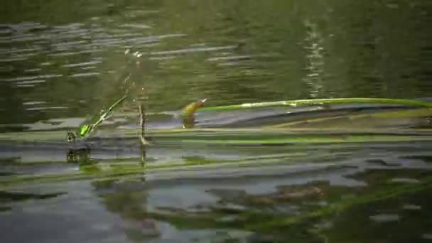 Libélula Pone Huevos Plantas Acuáticas Río Southern Bug Ucrania — Vídeo de stock