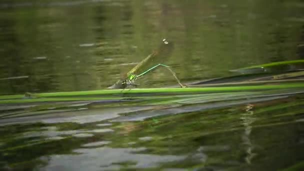 Dragonfly Kładzie Jaja Roślinach Wodnych Południowej Bug River Ukraina — Wideo stockowe