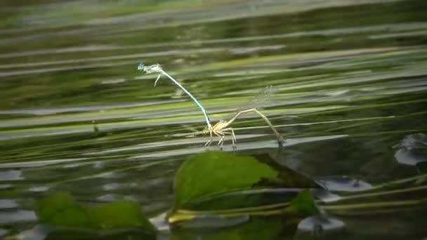 Libellula Depone Uova Sulle Piante Acquatiche Nel Fiume Bug Meridionale — Video Stock