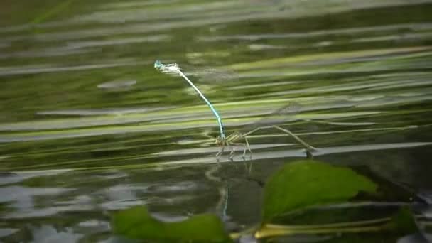 Dragonfly Lägger Ägg Vattenväxter Södra Bug River Ukraina — Stockvideo