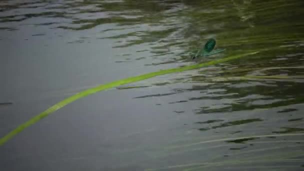 Odonata Czerwona Księga Ukrainy Banded Demoiselle Calopteryx Splendens Męski Metaliczny — Wideo stockowe