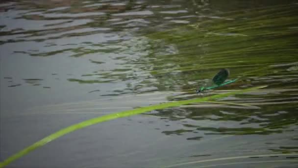 Odonata Kırmızı Kitap Ukrayna Bantlı Demoiselle Calopteryx Splendens Erkek Metalik — Stok video