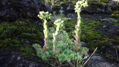 Houseleeks bitkiler (Sempervivum ruthenicum), sonsuza kadar canlı, Güney Bug, Ukrayna kıyıları boyunca granit kayalar üzerinde yosun ve liken arasında büyüyen sulu bitki