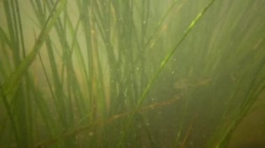 Güney Bug Nehri, Ukrayna içine tatlı su akışı hareket Tatlı su çiçekli bitkiler