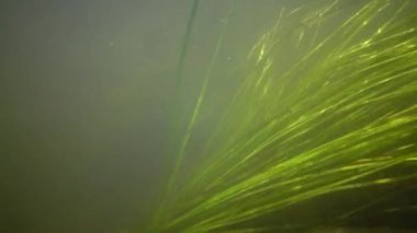 Güney Bug Nehri, Ukrayna içine tatlı su akışı hareket Tatlı su çiçekli bitkiler