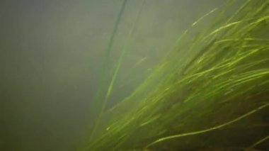 Güney Bug Nehri, Ukrayna içine tatlı su akışı hareket Tatlı su çiçekli bitkiler