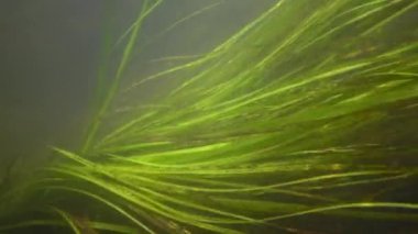 Güney Bug Nehri, Ukrayna içine tatlı su akışı hareket Tatlı su çiçekli bitkiler