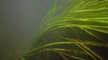 Güney Bug Nehri, Ukrayna içine tatlı su akışı hareket Tatlı su çiçekli bitkiler