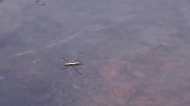 (Gerris lacustris) yaygın olarak bilinen ortak gölet patenci veya ortak su strider, böcek hızla Güney Bug Nehri, Ukrayna içine tatlı su akışı içinde su ile hareket eder