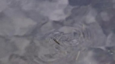 (Gerris lacustris) yaygın olarak bilinen ortak gölet patenci veya ortak su strider, böcek hızla Güney Bug Nehri, Ukrayna içine tatlı su akışı içinde su ile hareket eder