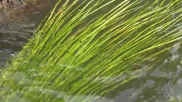 Φυτά Γλυκού Νερού Που Κινούνται Ένα Ρυάκι Φρέσκου Νερού Στον — Αρχείο Βίντεο