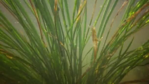 Freshwater Flowering Plants Move Stream Fresh Water Southern Bug River — Stock Video