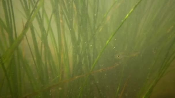 Freshwater Flowering Plants Move Stream Fresh Water Southern Bug River — Stock Video