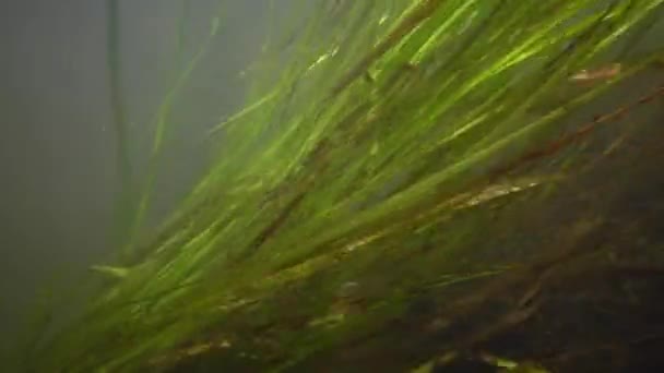 Цветущие Пресноводные Растения Которые Движутся Потоке Пресной Воды Реку Южный — стоковое видео