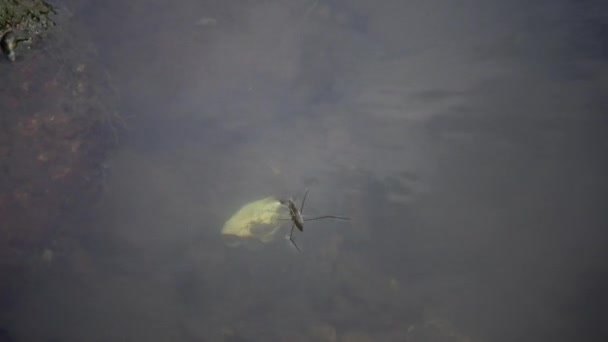 (Gerris lacustris) communément appelé le patineur d'étang commun ou strider d'eau commune, l'insecte se déplace rapidement à travers l'eau dans un ruisseau d'eau douce dans la rivière South Bug, en Ukraine 