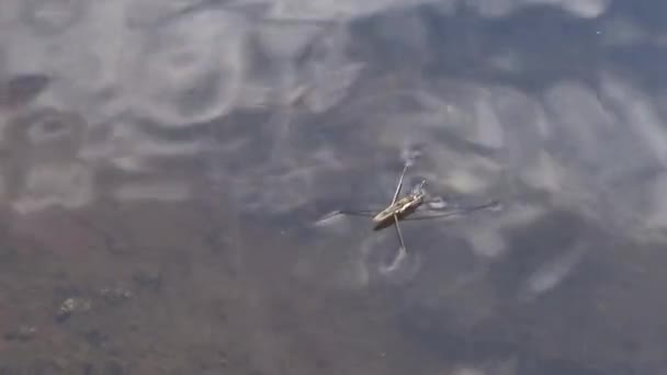 Gerris Lacustris Comúnmente Conocido Como Patinador Común Del Estanque Strider — Vídeo de stock