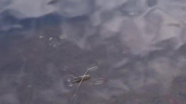 Gerris Lacustris Comúnmente Conocido Como Patinador Común Del Estanque Strider — Vídeo de stock