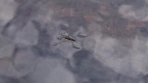 一般的な池のスケーターや一般的な水のストライダーとして知られているゲリス ラクストラス 昆虫はすぐに南バグ川 ウクライナに淡水の流れの中で水を通って移動します — ストック動画
