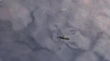 (Gerris lacustris) yaygın olarak bilinen ortak gölet patenci veya ortak su strider, böcek hızla Güney Bug Nehri, Ukrayna içine tatlı su akışı içinde su ile hareket eder