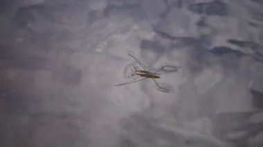 (Gerris lacustris) yaygın olarak bilinen ortak gölet patenci veya ortak su strider, böcek hızla Güney Bug Nehri, Ukrayna içine tatlı su akışı içinde su ile hareket eder