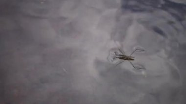 (Gerris lacustris) yaygın olarak bilinen ortak gölet patenci veya ortak su strider, böcek hızla Güney Bug Nehri, Ukrayna içine tatlı su akışı içinde su ile hareket eder