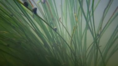 Güney Bug Nehri, Ukrayna içine tatlı su akışı hareket Tatlı su çiçekli bitkiler