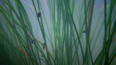 Güney Bug Nehri, Ukrayna içine tatlı su akışı hareket Tatlı su çiçekli bitkiler