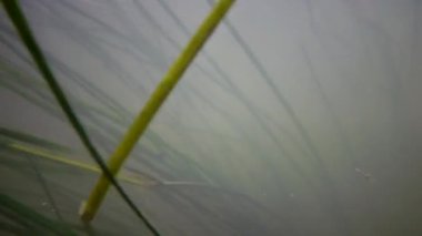 Güney Bug Nehri, Ukrayna içine tatlı su akışı hareket Tatlı su çiçekli bitkiler