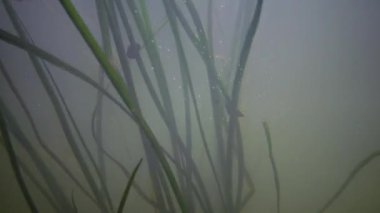 Güney Bug Nehri, Ukrayna içine tatlı su akışı hareket Tatlı su çiçekli bitkiler