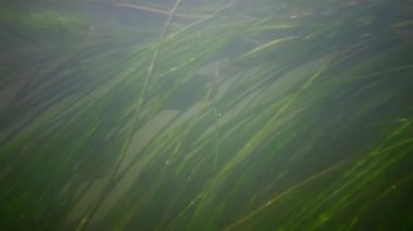 Güney Bug Nehri, Ukrayna içine tatlı su akışı hareket Tatlı su çiçekli bitkiler
