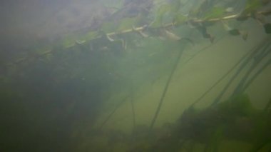 Güney Bug Nehri, Ukrayna içine tatlı su akışı hareket Tatlı su çiçekli bitkiler