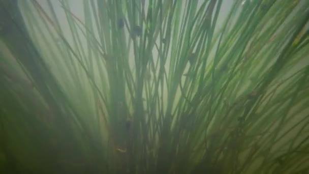 Zoet Water Bloeiende Planten Die Zich Verplaatsen Een Stroom Van — Stockvideo