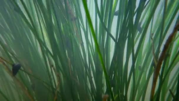 Цветущие Пресноводные Растения Которые Движутся Потоке Пресной Воды Реку Южный — стоковое видео