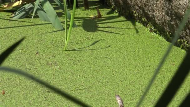 Lemna Мінор Загальні Ряска Або Менше Ряска Водної Прісноводна Рослина — стокове відео