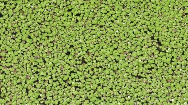 Lemna Minor Common Duckweed Lesser Duckweed Aquatic Freshwater Plant Genus — Stock Video