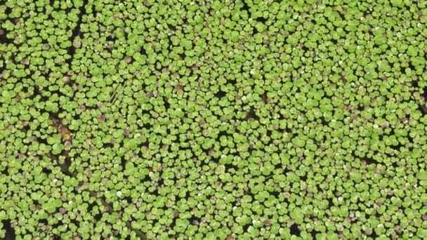 Lemna Minor Common Duckweed Lesser Duckweed Aquatic Freshwater Plant Genus — Stock Video