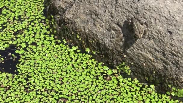 Lemna Moll Sötvattenväxt Släktet Lemna Som Tillhör Familjen Gräs River — Stockvideo