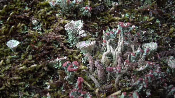 Different Species Lichens Moss Granite Banks Southern Bug River Ukraine — Stock Video